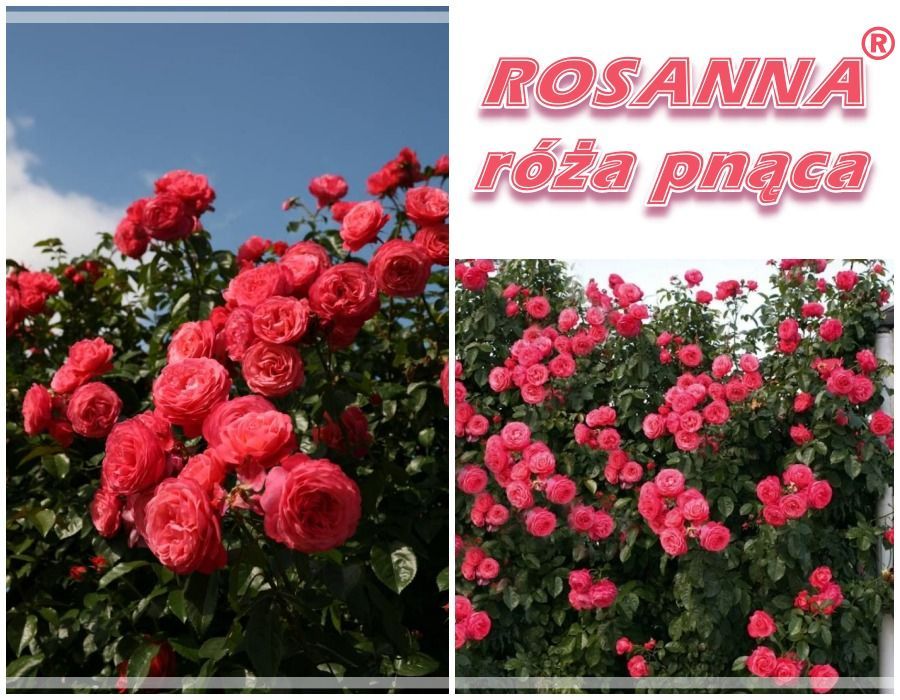 Rosanna róża pnąca